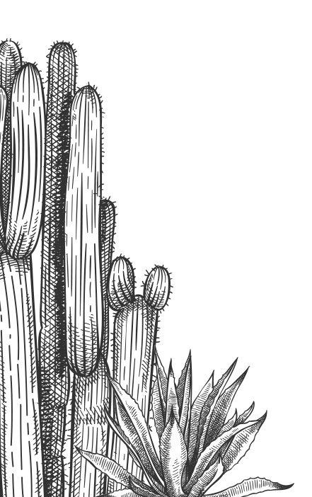 Visuel cactus