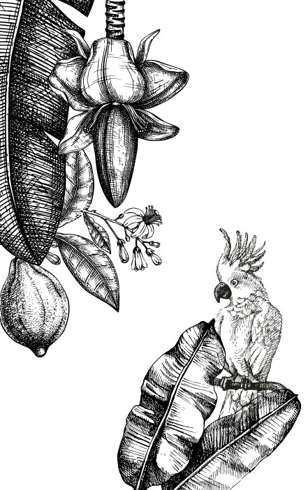 Visuel perroquet